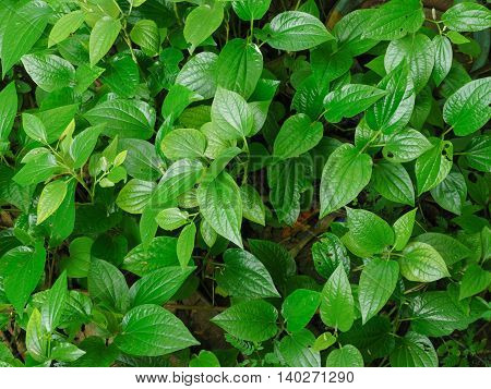 The Green Chaplo Leaves used to be food and herb.