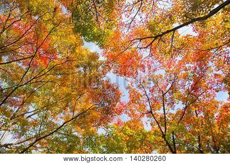 The warm autumn sun shining through colorful treetops, with beautiful bright blue sky.