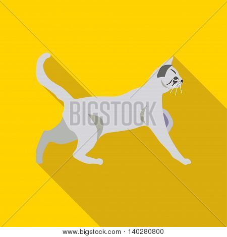 Cats Of Different Breeds With Long Shadow