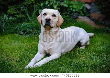 A young yellow labrador. Nice dog lying on a green lawn and looking at you.