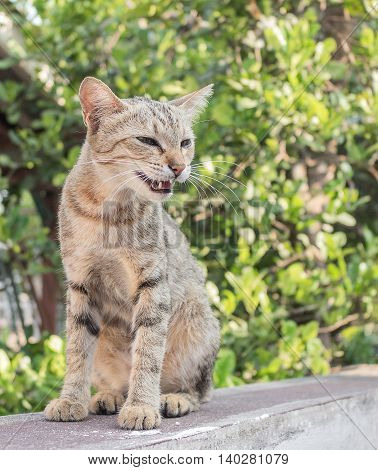 Cat, grey cat  with pitiable sad eyes. and colorful blur background