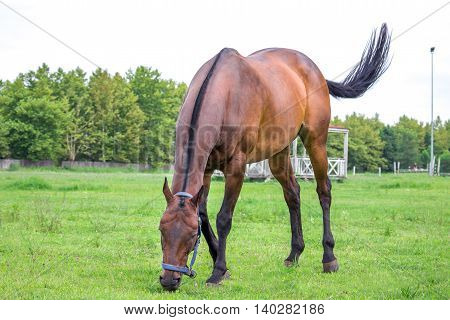 beautiful horse on the ranch Poti Georgia.