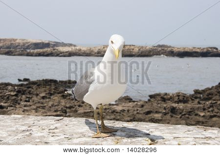 Muotokuva lokki Essaouira Marokko