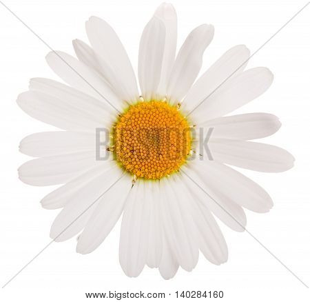 Flower of camomile isolated on white background close-up.