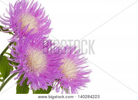 Flowers Of Centaurea Dealbata Isolated On A White, Close Up