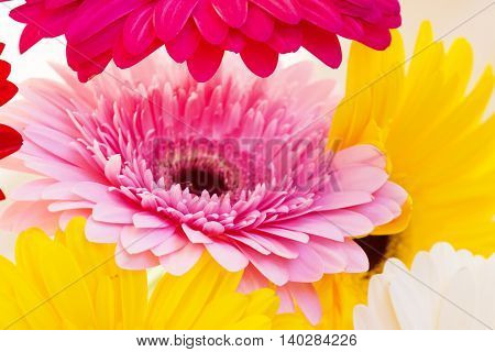 Flowers holiday or birthday background of colorful gerber close-up