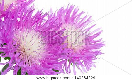Flowers Of Centaurea Dealbata Isolated On A White, Close Up