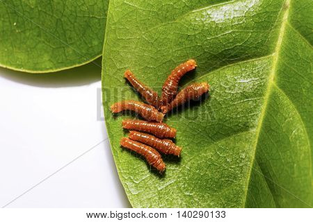 Third Instar Caterpillar Of Banded Swallowtail Butterfly