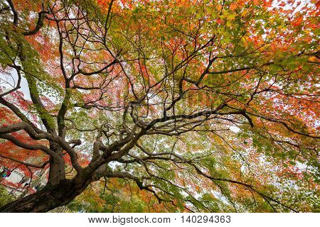 Beautiful colorful tree in lush autumn season.