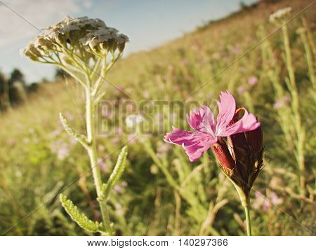 morning photo of purple flower on a hill Bystricky vrch near the town Kadan in czech republic