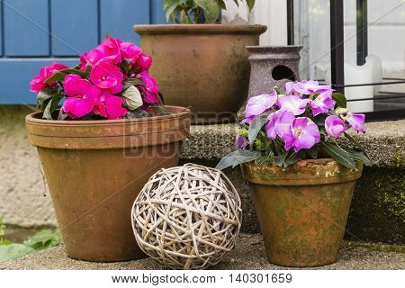 bux+sy lizzie in a flower pot on a terrace