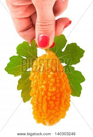 Yellow momordica with leaf in hand isolated on white background.