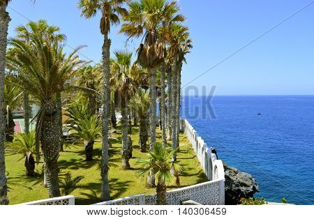 Palm trees on Callao Salvaje coast in Adeje Tenerife
