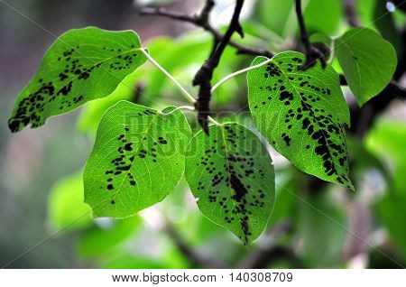 Plant disease on the green pear leaf