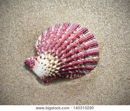 purple shell on a beach in the sand.