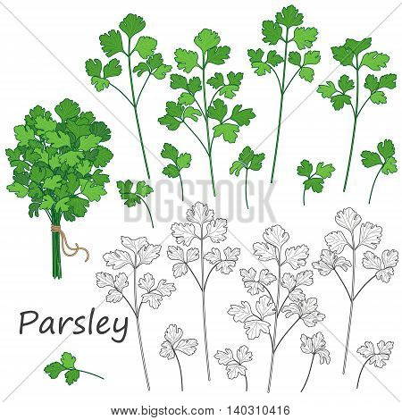 Set of outlined and green twigs of parsley isolated on white. Bundle of flavoring herbs tied with string.