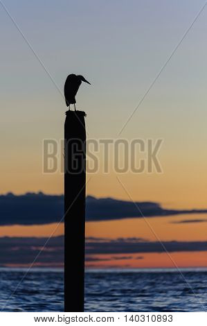seagull silhouette resting on a post at sunset in Point Roberts Washington state USA - night picture