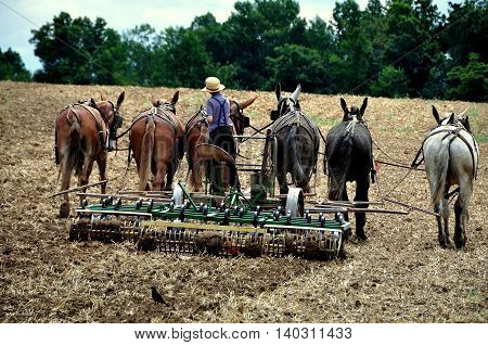 Ronks Pennsylvania - June 6 2015: An Amish youth tilling a field with a team of six horses on the family farm