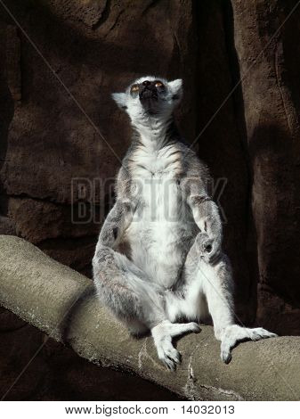 Lemur bede