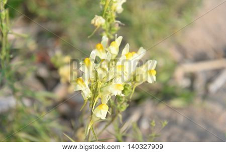 Common toadflax Lat. Linaria vulgaris on blurred background. Herbaceous perennial plant species in the genus toadflax.