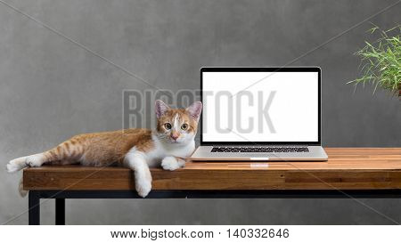 cat sitting with blank laptop on wooden table isolated on white