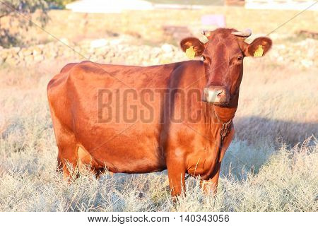 Brown cow grazing on the dry grass in the evening