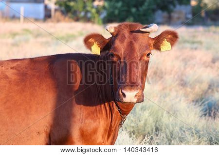 Brown cow grazing on the dry grass in the evening