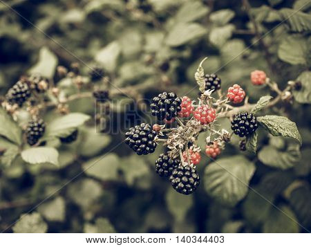 Blackberry Fruits Vintage Desaturated