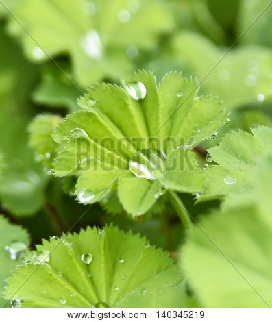 Close-up shot of raindrops and leaves. Nature background with copy space.
