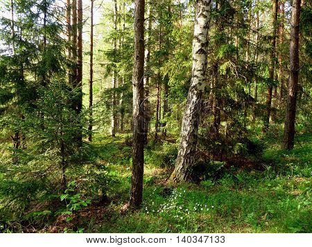 Summer forest filled with sunlight. Russian woods.