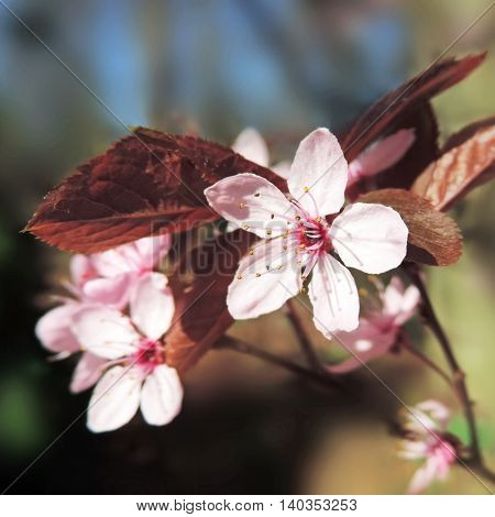 Selective focus of a blossming tree in springtime, Cherry blossoms.