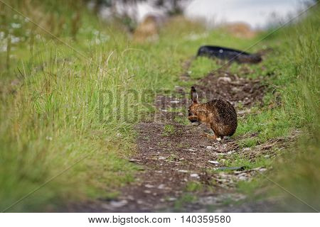 Brown Hare on path, cleaning large ears, wet from bathing in puddle (Lepus europaeus) 