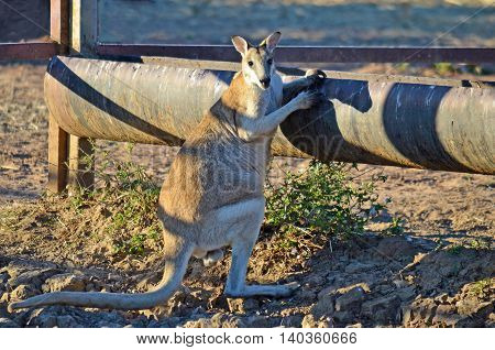 Male Agile Wallaby (Macropus agilis) at a drinking trough in outback Australia