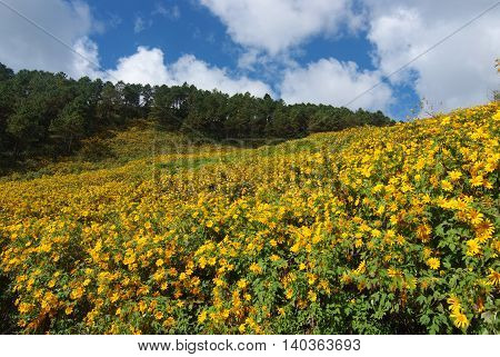 Tree marigold Mexican tournesol Mexican sunflower Japanese sunflower Nitobe chrysanthemum at Mae U Kho Khun Yuam District Tree marigold at Mae Hong Son Thailand