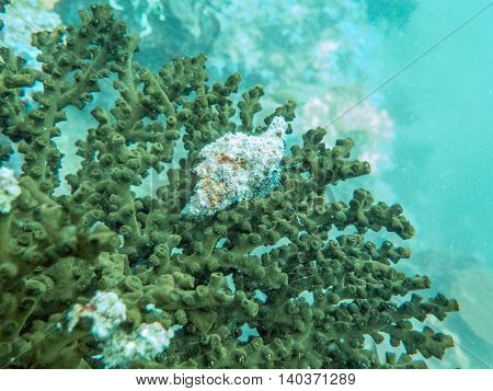 closed up the staghorn in Myanmar divesite
