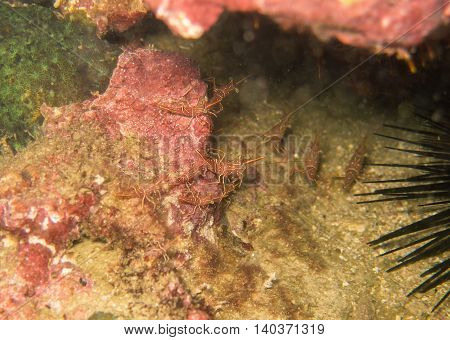 closed up the group of dancing shrimps in myanmar divesite