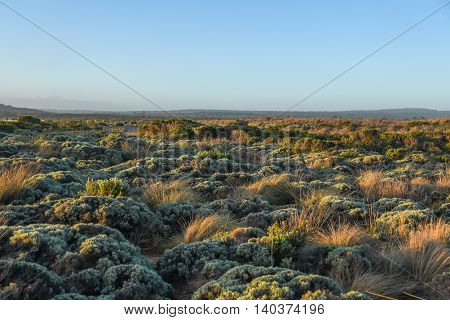 Scenic field landscape with native plants near great ocean road Australia