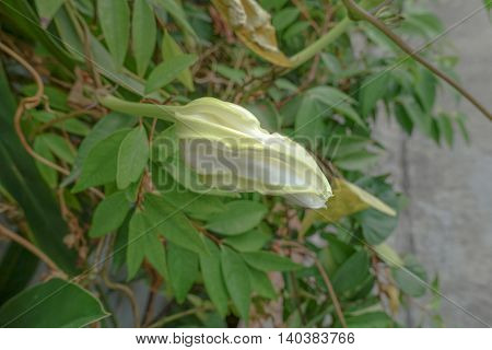 Moonflower (Ipomoea alba L.). Edible flower .thai