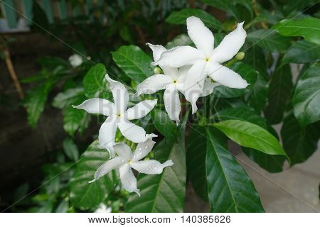 morning day white Gerdenia Crape Jasmine thai