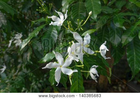 morning day white Gerdenia Crape Jasmine thai