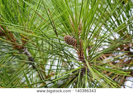 Beautiful young pinecone growing on fir tree.