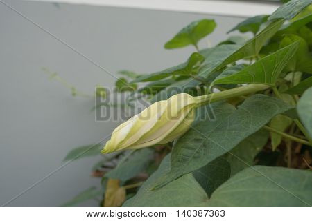 Moonflower (Ipomoea alba L.). Edible flower. thai