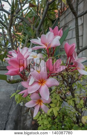 pink flowerf rangipani blooming morning bangkok in thai