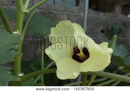 Okra lady's finger plant blooming close up