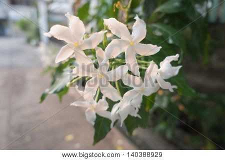 white Gerdenia Crape Jasmine morning in thai