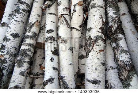 The birch trees ready for using in fire or for construction