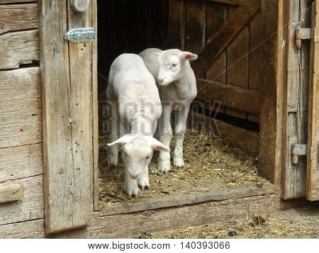 Two little lambs staying in the door in farm and waiting their farmer