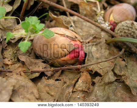 Seed of acorn start growth and put root under leaves. Small green leaves near to it.