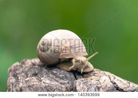 a big grape snail, brown  reeps on a long snag,