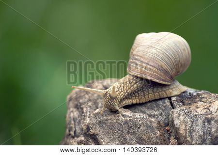 a big grape snail, brown  reeps on a long snag,